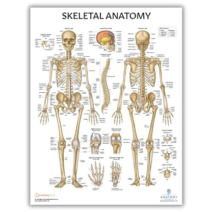 Anatomy Lab Human Anatomical Poster Set - Laminated 4-Pack of Muscular, Skeletal, Nervous Systems, and Brain Posters, Tear-Resistant, Study Aid with 856 Labels for Learning