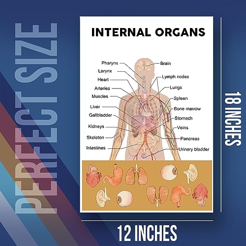 Internal Human Organ Diagram Poster - Educational School Poster For Elementary Middle Classroom - 12 x 18 Inch Unframed Poster - Premium Poster On 100lb Gloss Paper - Printed In The USA FHJP1095