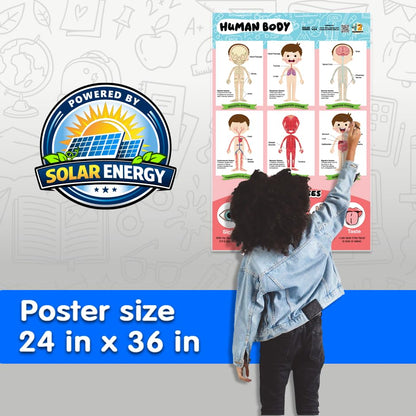 42 Curiosity Human Body Poster for Kids 24x36 Laminated Educational Anatomy Chart, Skeletal, Muscular, Digestive & Five Senses Learning Poster for Classroom & Homeschool, Made in USA