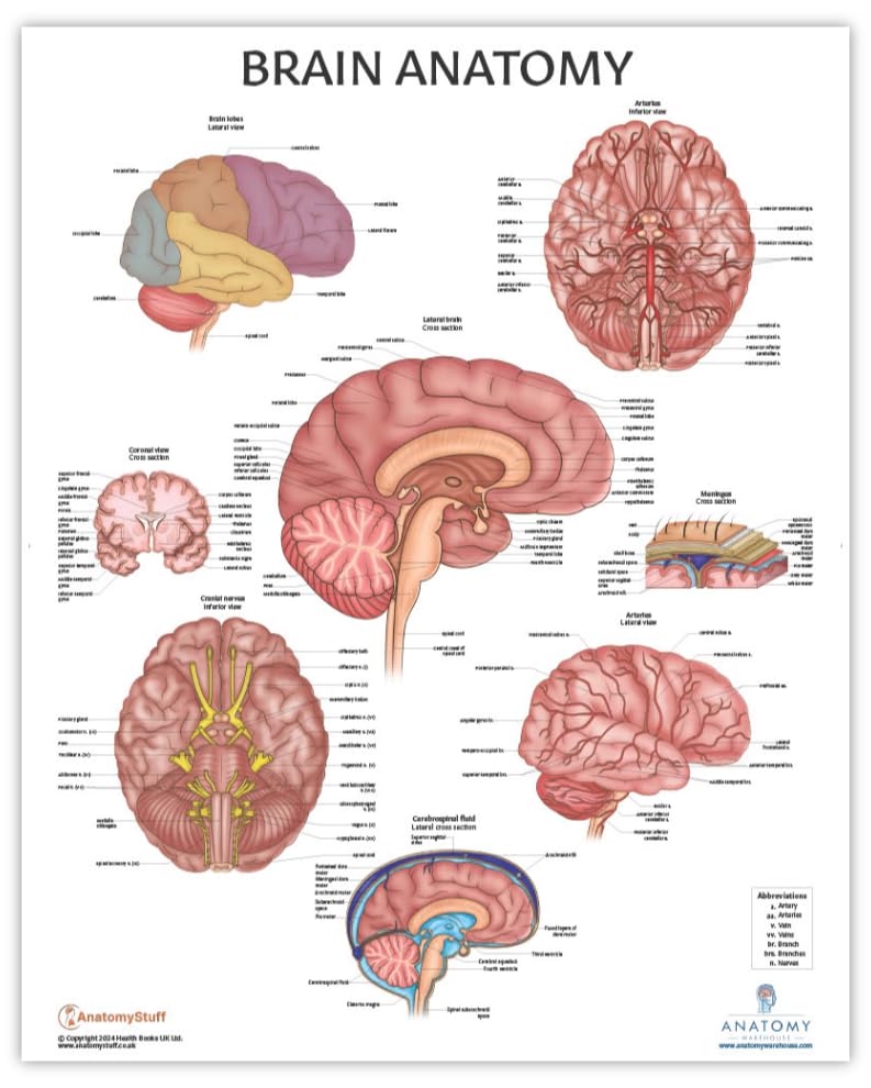Anatomy Lab Human Anatomical Poster Set - Laminated 4-Pack of Muscular, Skeletal, Nervous Systems, and Brain Posters, Tear-Resistant, Study Aid with 856 Labels for Learning