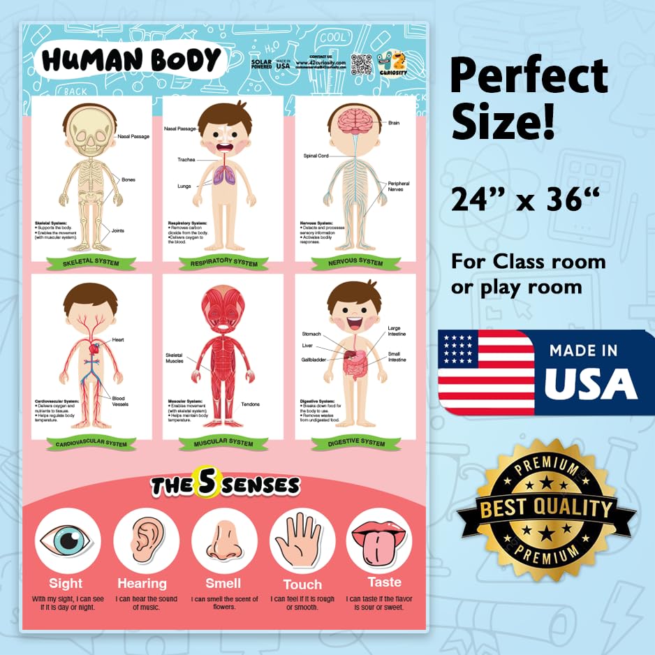 42 Curiosity Human Body Poster for Kids 24x36 Laminated Educational Anatomy Chart, Skeletal, Muscular, Digestive & Five Senses Learning Poster for Classroom & Homeschool, Made in USA