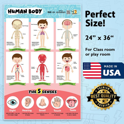 42 Curiosity Human Body Poster for Kids 24x36 Laminated Educational Anatomy Chart, Skeletal, Muscular, Digestive & Five Senses Learning Poster for Classroom & Homeschool, Made in USA