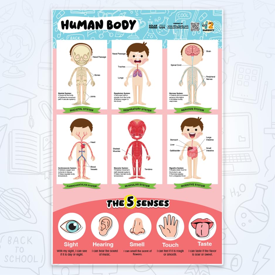 42 Curiosity Human Body Poster for Kids 24x36 Laminated Educational Anatomy Chart, Skeletal, Muscular, Digestive & Five Senses Learning Poster for Classroom & Homeschool, Made in USA