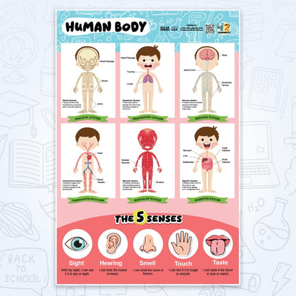 42 Curiosity Human Body Poster for Kids 24x36 Laminated Educational Anatomy Chart, Skeletal, Muscular, Digestive & Five Senses Learning Poster for Classroom & Homeschool, Made in USA